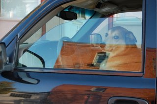 Dog sitting in a car.