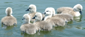 cygnets