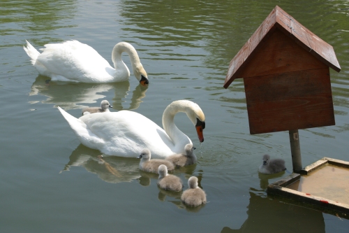 swans 2