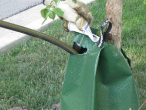 tree watering bag