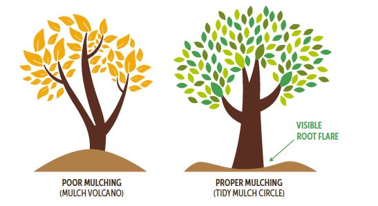 Poor mulching vs proper mulching