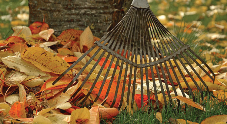 Spotlight_rake-and-leaves