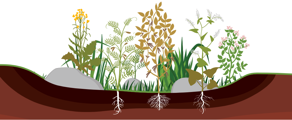 rain garden graphic 8.5 x 3.5