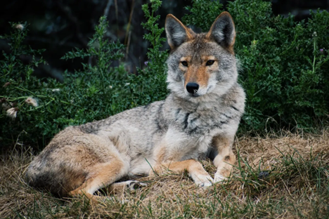 A coyote sits in a grassy area