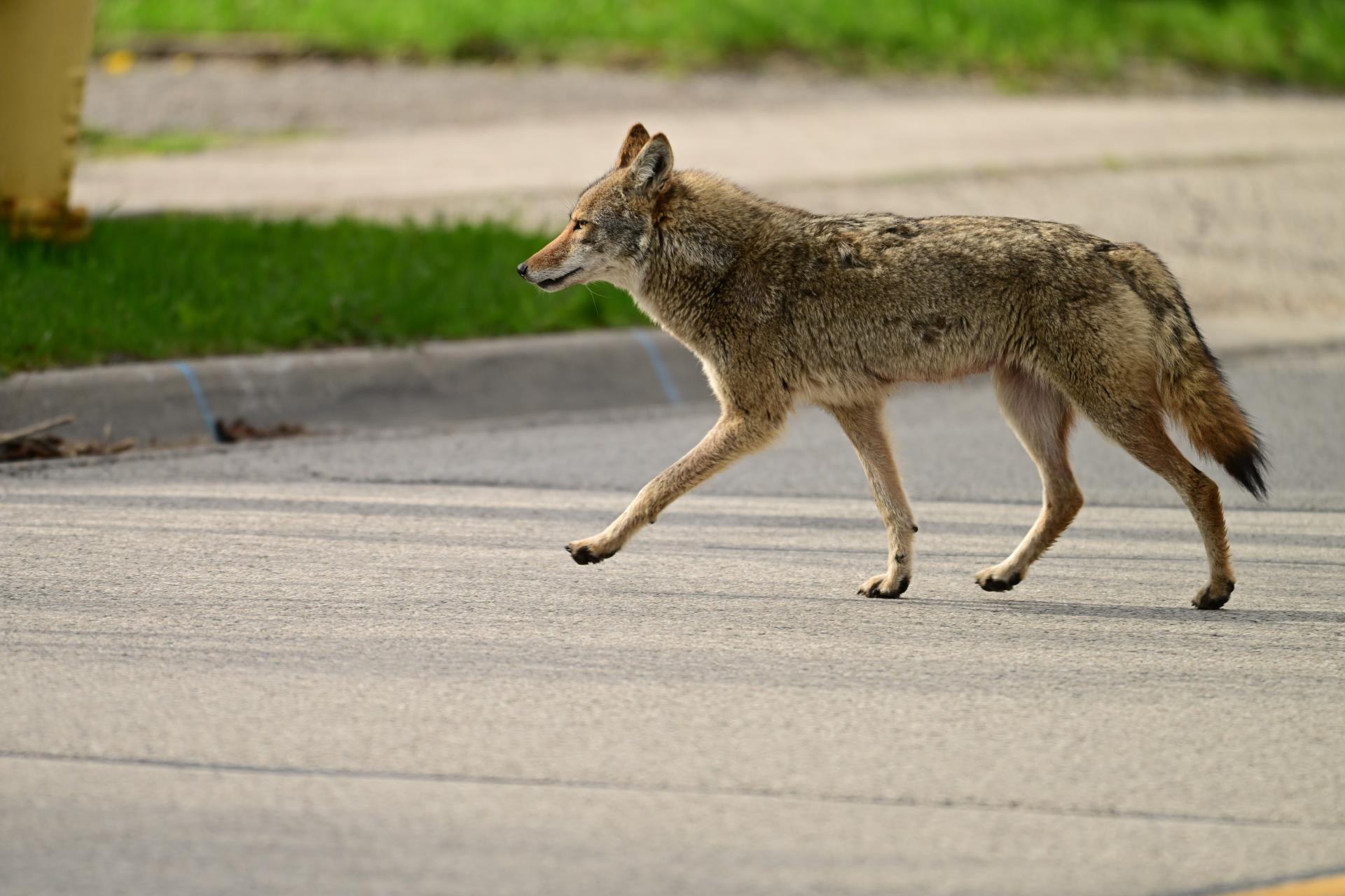 Coyote Walking Down Street