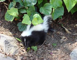 Baby skunk